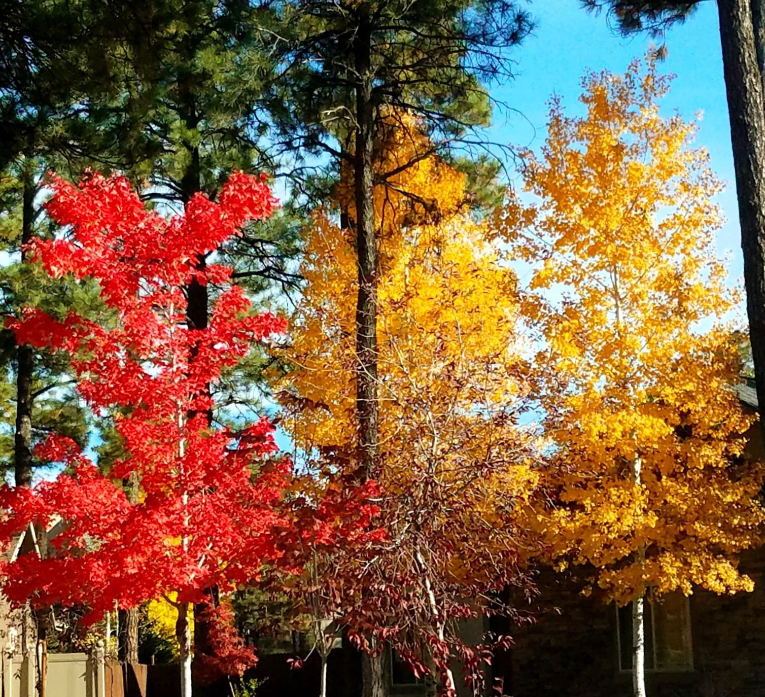 West University Drive
